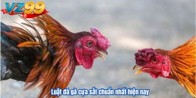 Luật đá gà cựa sắt chuẩn nhất hiện nay